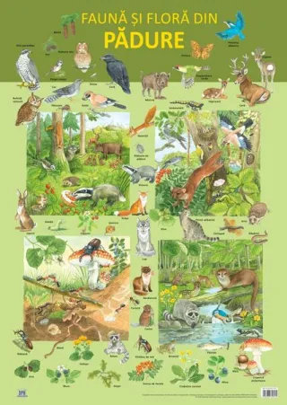 Planșă - Fauna și flora din pădure
