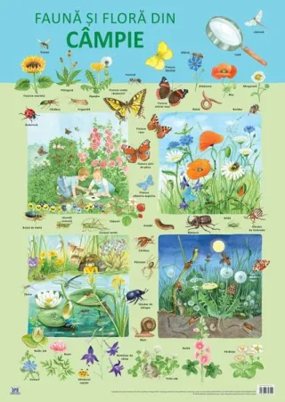 Planșă - Fauna și flora din câmpie