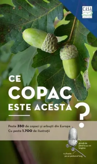 Ce copac este acesta?