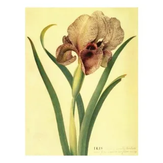 Journal: Irises