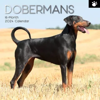 Dobermans - 2024 Square Wall Calendar