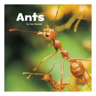Ants