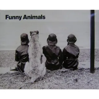 Postere Funny Animals