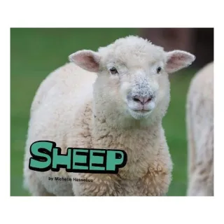 Sheep