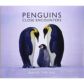 PENGUINS: CLOSE ENCOUNTERS
