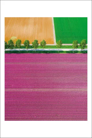 Postcard Alex Gâlmeanu 19