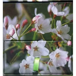 Memo Block - Cherry Blossom