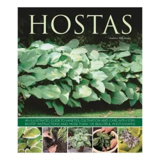 Hostas, Andrew Mikolajski