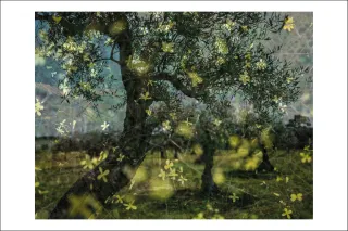 Postcard Cosmin Bumbuț 12