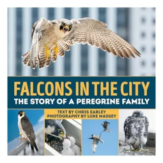 Falcons in the city