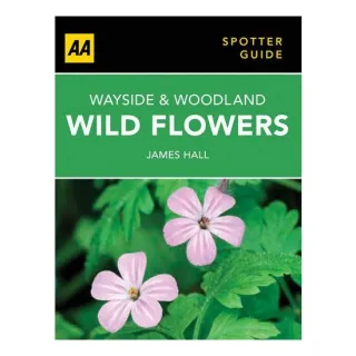Wayside and Woodland Wild Flowers